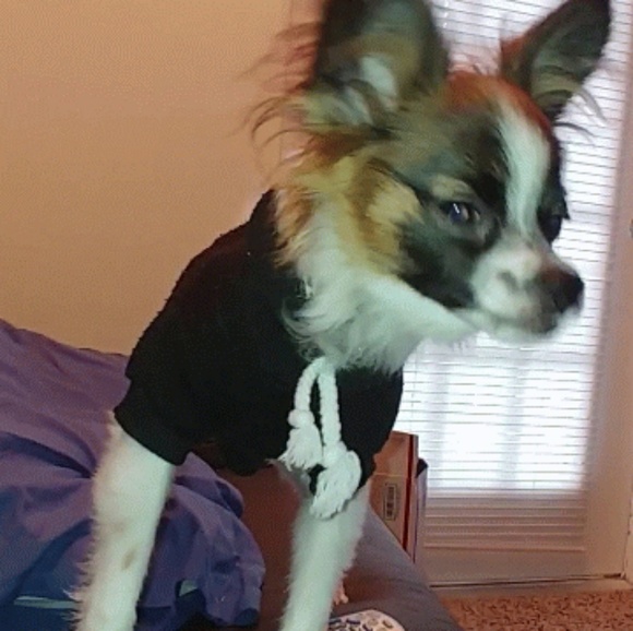 POSH AMBASSADOR!!! - Picture 3 of 3